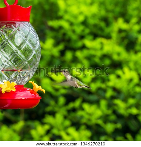 Close-up photo of the female ruby-throated hummingbird in flight approaching a humming bird feeder.
