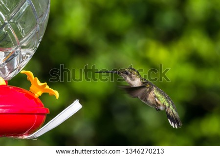 Close-up photo of the female ruby-throated hummingbird in flight approaching a humming bird feeder.