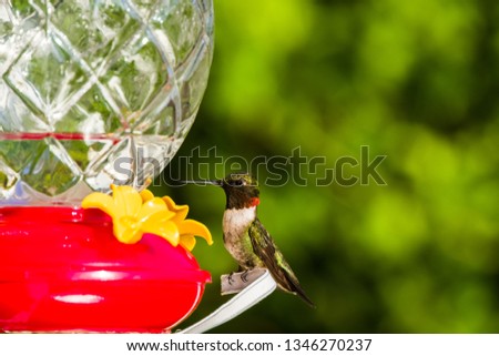 Close-up photo of the male ruby-throated hummingbird in flight approaching a humming bird feeder.