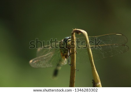 dragonflies on twigs with natural background in summer