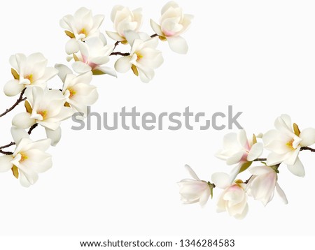 Beautiful magnolia flower  isolated on white background.