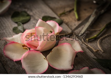 Faded pink rose on dark rustic  background. beautiful vintage still life with. Top view,  Flat lay