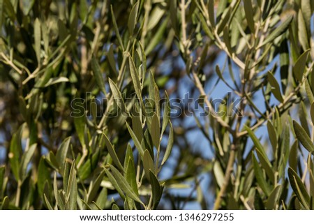 Olive leaves in Castilla la Mancha, Spain.