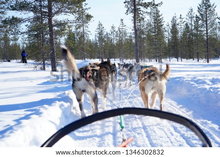 Fun driving dogsled in Lapland, Finland