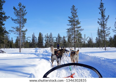 Fun driving dogsled in Lapland, Finland