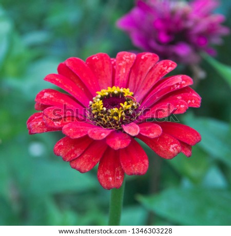 Zinnia delicate - an annual herbaceous plant, a species of the genus Zinnia of the Astrov family.