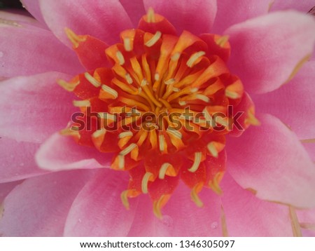 The pollen of pink water lily