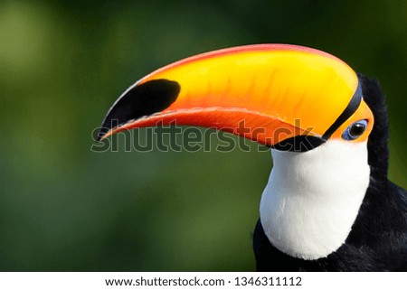 Toucan on the tree