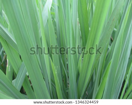 green leaf - image