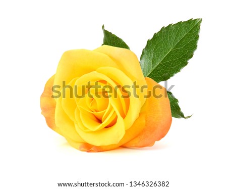 Bunch of rose flower on white background 