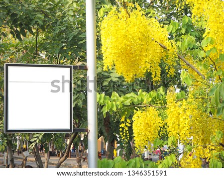 Golden shower tree (Cassia fistula) and white sign on the pole,Thailand Songkran festival