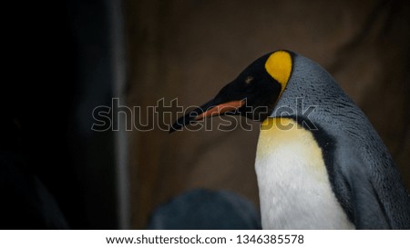 Closeup face of King Penguin in captivity. Aptenodytes patagonicus breed on the subantarctic islands at the northern reaches of Antarctica, they are especially adapted to aquatic life.
