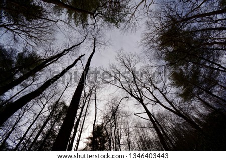 Looking Up Through Dark Trees