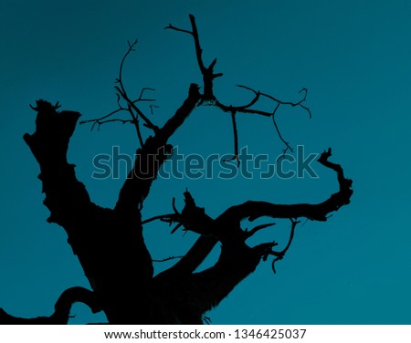 THE TREE BRANCHES WITH BLUEIS COLOR