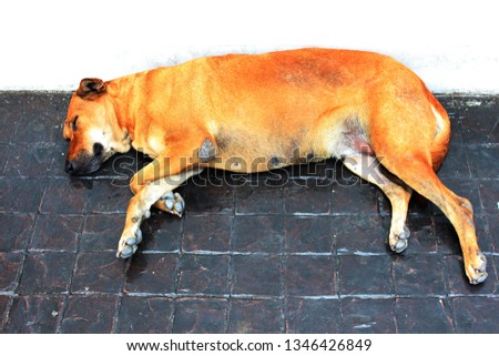 The local brown dog that sleeps comfortably on the tiled floor with cool temperatures.