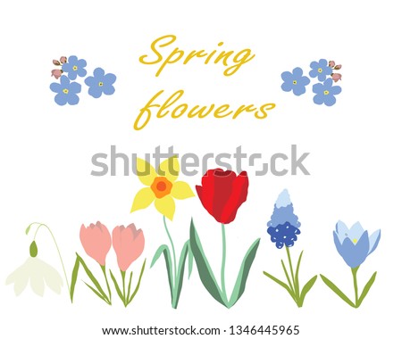 Spring flowers vector illustration isolated on white background. Muscari, forget-me-not, narcissus, tulip, tulip, crocuses.