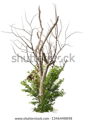 Bare tree surrounded by green foliage. Dead tree isolated on white background	
