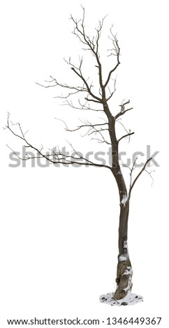 Bare tree in winter isolated on white background. Snow covered tree