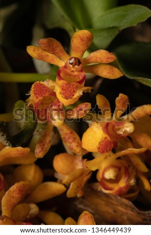 The Dense Beard Gastrochilus Orchid Flower, Assam, India