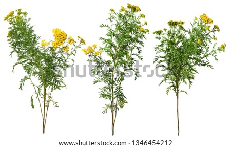 Wild plants and yellow flowers in summer isolated on white background