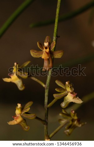 The Appendaged Cleisostoma Orchid, Assam, India