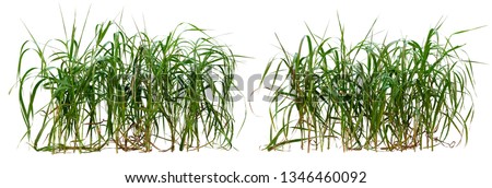 Wild grass isolated on white background. High resolution for professional composition. Tuft of grass