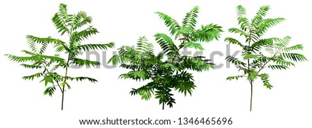 Bush isolated on white background. Green foliage in summer. Wild plant	
