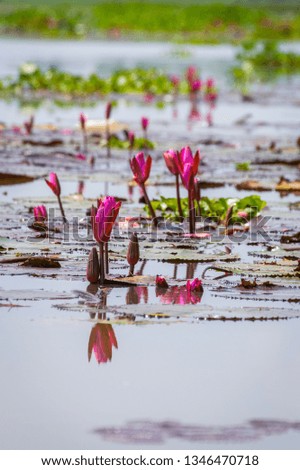 Pink lotus flowers blooming on Songkhla lake, Thailand