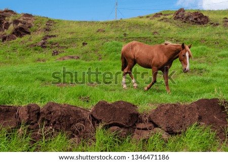 A beautiful wild horse trots slowly along the side of a hill on Easter Island (Rapa Nui).