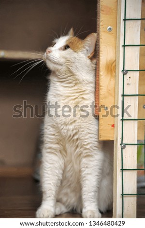 red and white cat with yellow eyes