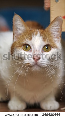 red and white cat with yellow eyes