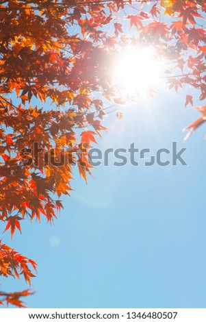 Flare picture of Red maple leaves on tree with sunlight