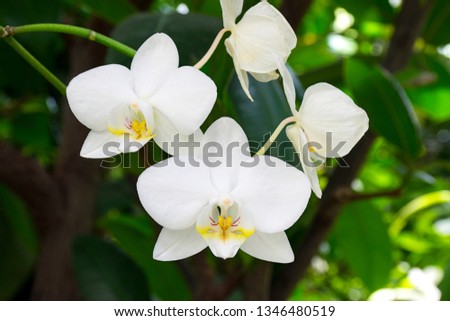 Bright white orchid blossoms and buds with lush greenery