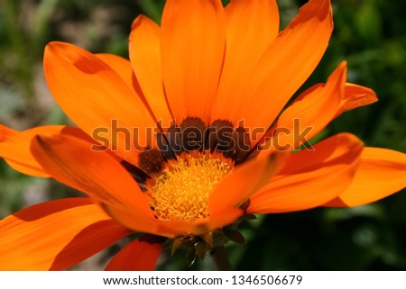 Bright orange flower blooms in the garden