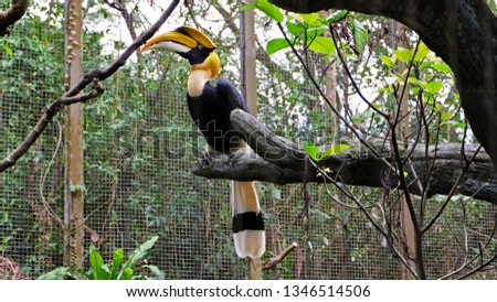 Toucan Bird in Taipei zoo/Taiwan
