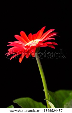 fresh red gerbera flower with leaves on black background
