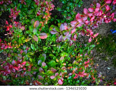Spring colors on the Crimson Barberry