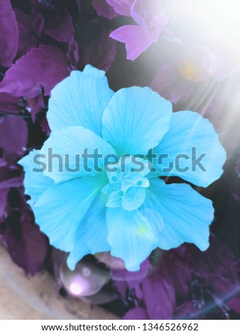 Hibiscus photo turquoise sunburst