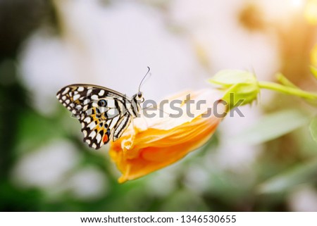 Tropical butterfly sitting on the leaf. Close up image.