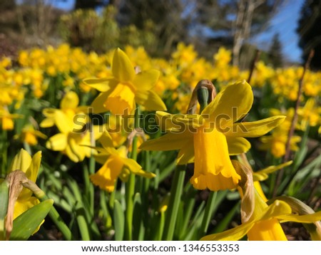 A host of daffodils 