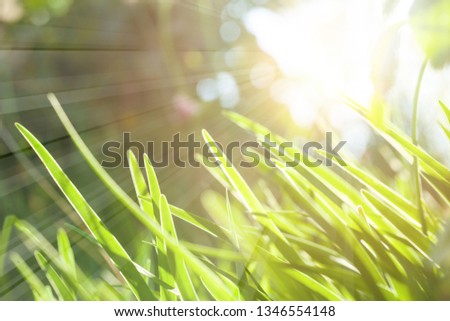Green grass with natural abstract soft sunny light. Green lush background