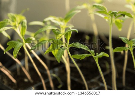Tomato seedlings in plastic containers on the windowsill