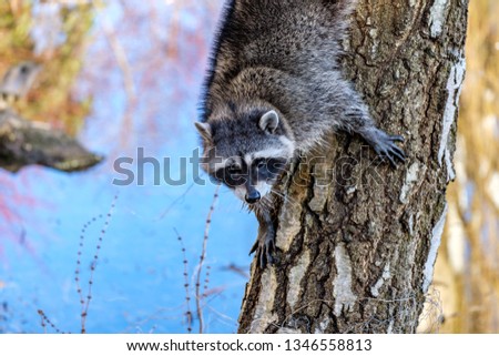 cute young raccoon climbing down the tree trunk near the pond while staring at  you. Royalty-Free Stock Photo #1346558813
