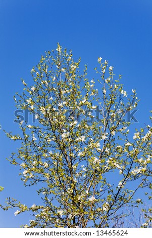 White magnolia on a background of the sky