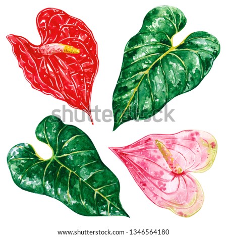 Hand drawn watercolor set of Anthurium pink and red flowers and green leaves, tropical and home plant, isolated on white