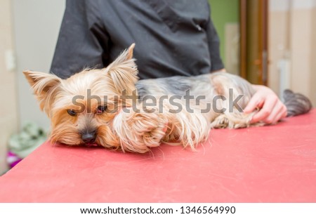 Dog. Veterinary clinic, a surgeon doctor performs an operation to remove the third century raised in the dog's eye. Closeup emergency surgery. Treatment and rescue animals.