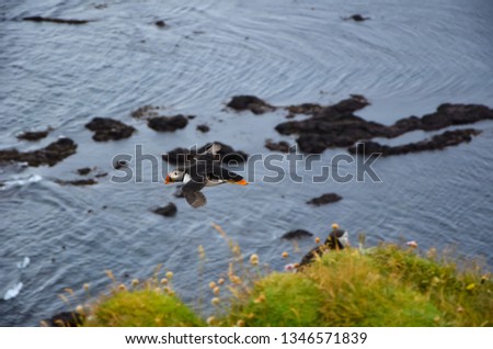 Puffins in Iceland what a beautiful animal. They hang in the cliffs, fly around and lie down in the grass.