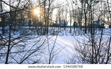 The silhouette of a frosty bush in the snow and haze. Sunrise in winter wood. Gentle sunlight among white trunks of birch trees and bushes. Fairy tale of winter sunrise forest.