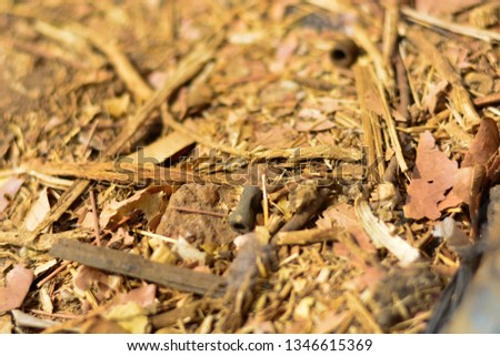 a close up picture of dead leaves