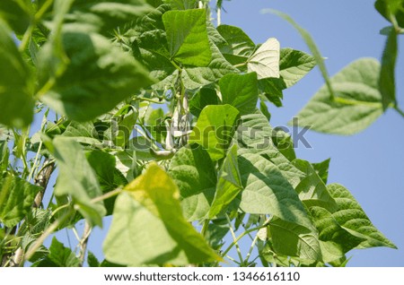 Green bean close-up on blue sky background